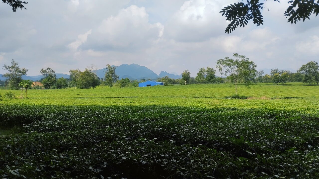 Green valley of Muong Lo