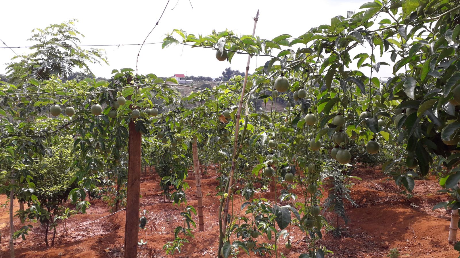 Plantation for passion fruit trees