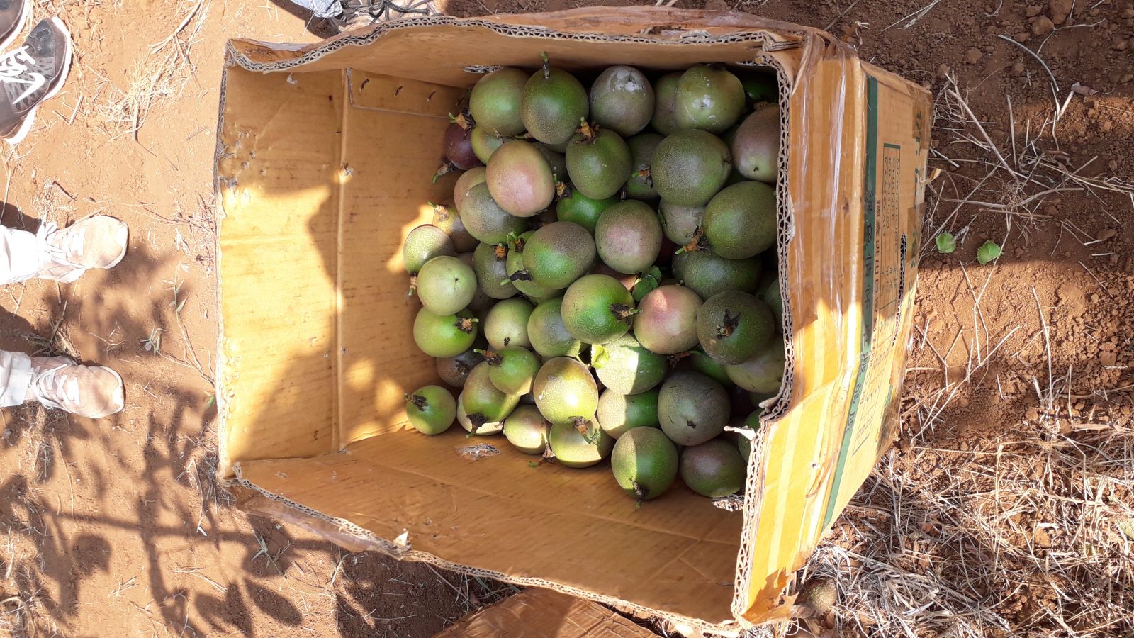 Collection of ripe passion fruit on the farm