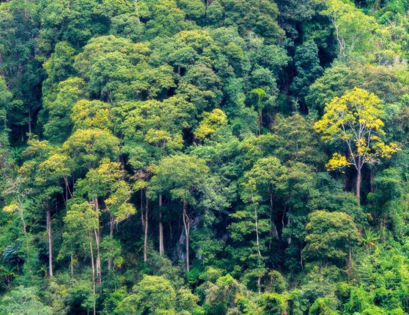 Mang Den Pine forest