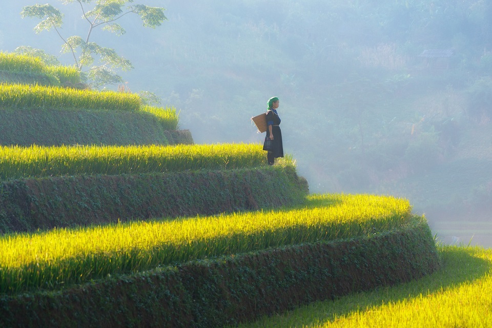 Rice terraces in Mu Cang Chai- Vietnam