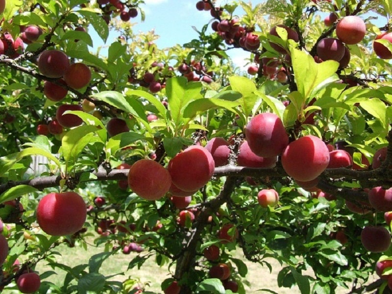 Plum in Moc Chau plateau