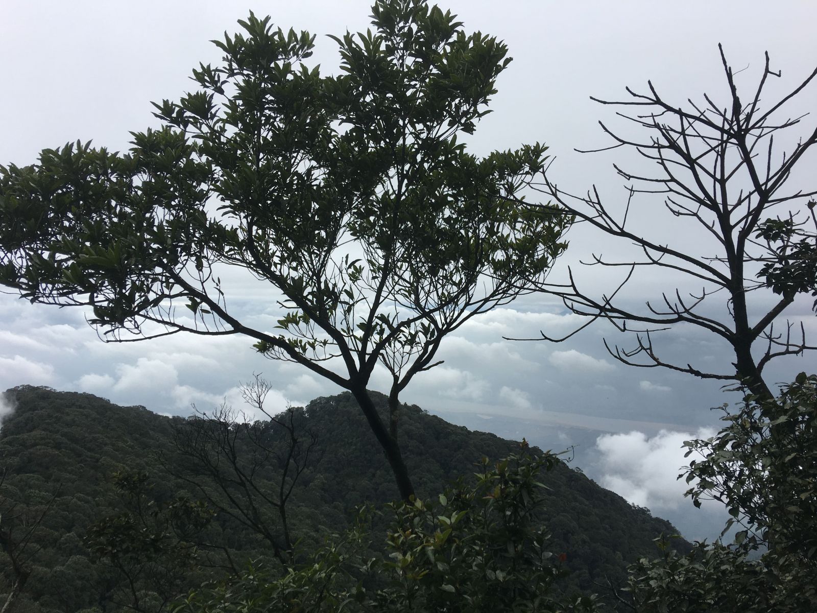 Ba Vi rain forest