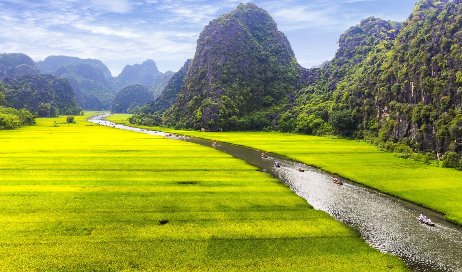 Rice fields in Tam Coc - Ninh Binh