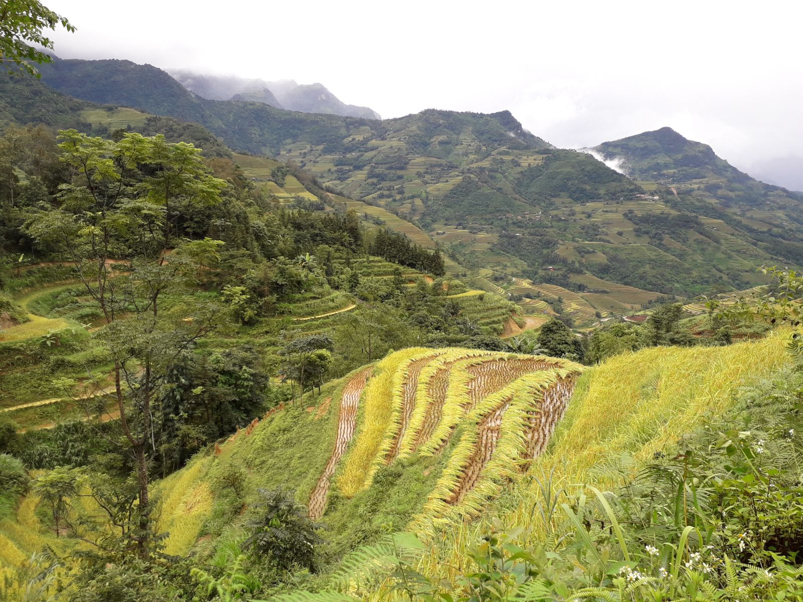 Hoang Su Phi in golden rice terraces