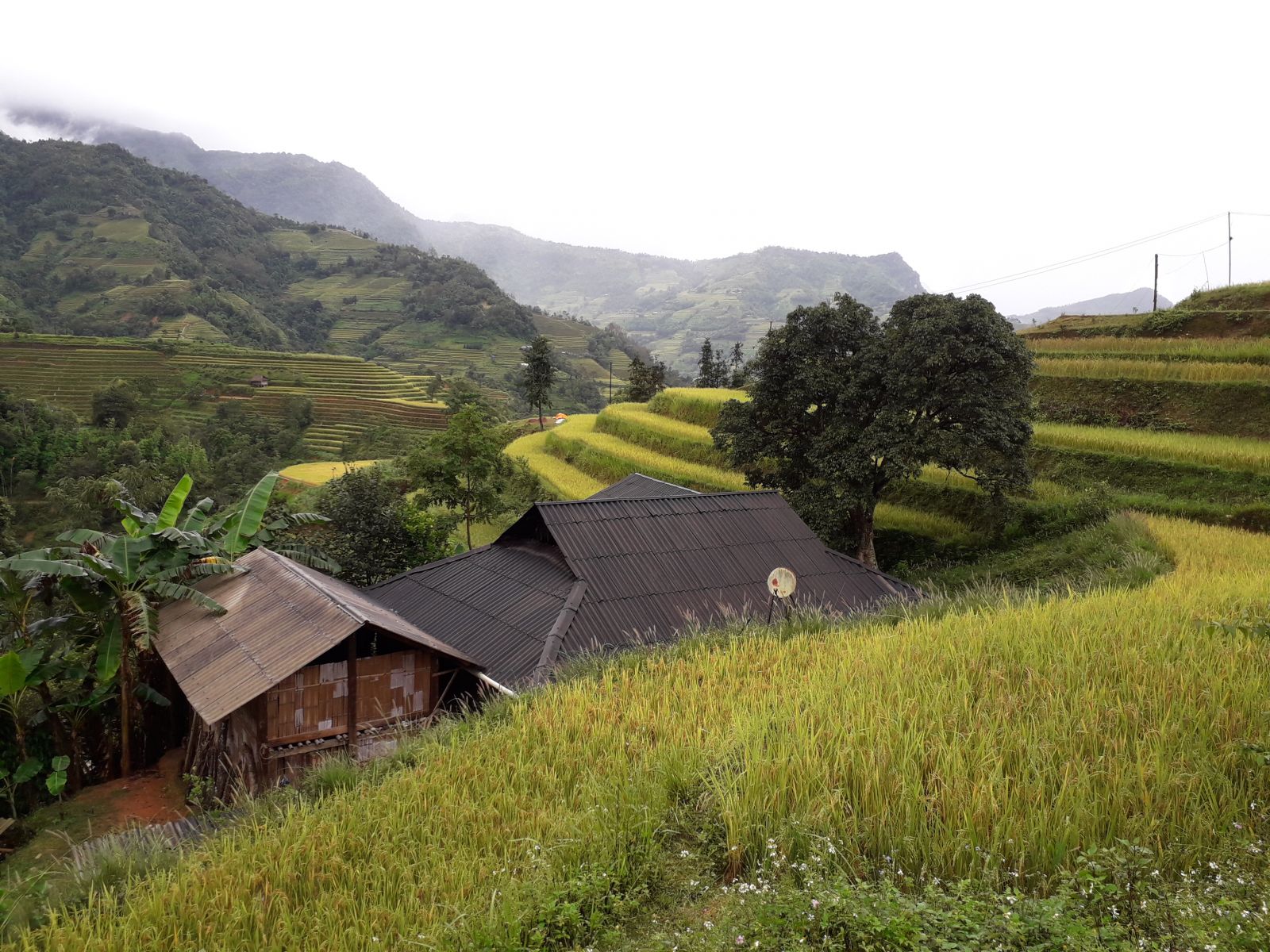 Hoang Su Phi rice terraces