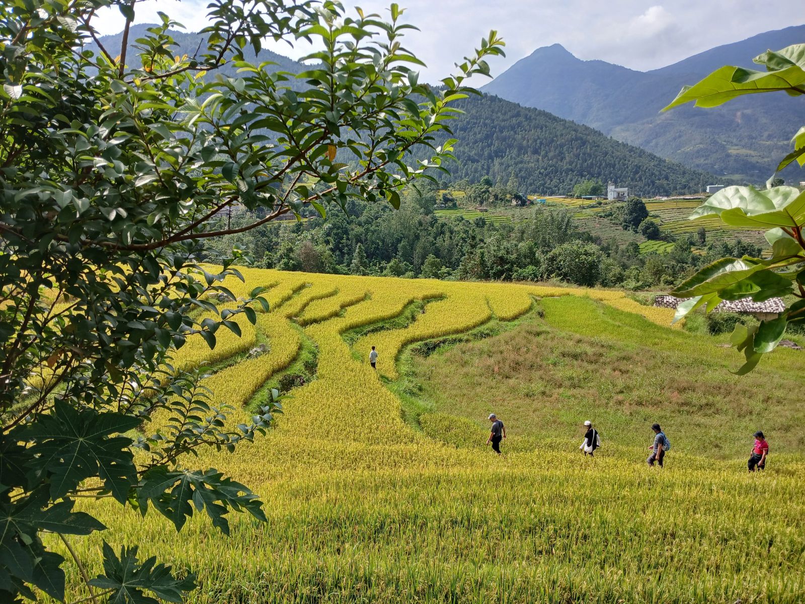 rice terraces in Bï¿½nh Liï¿½u