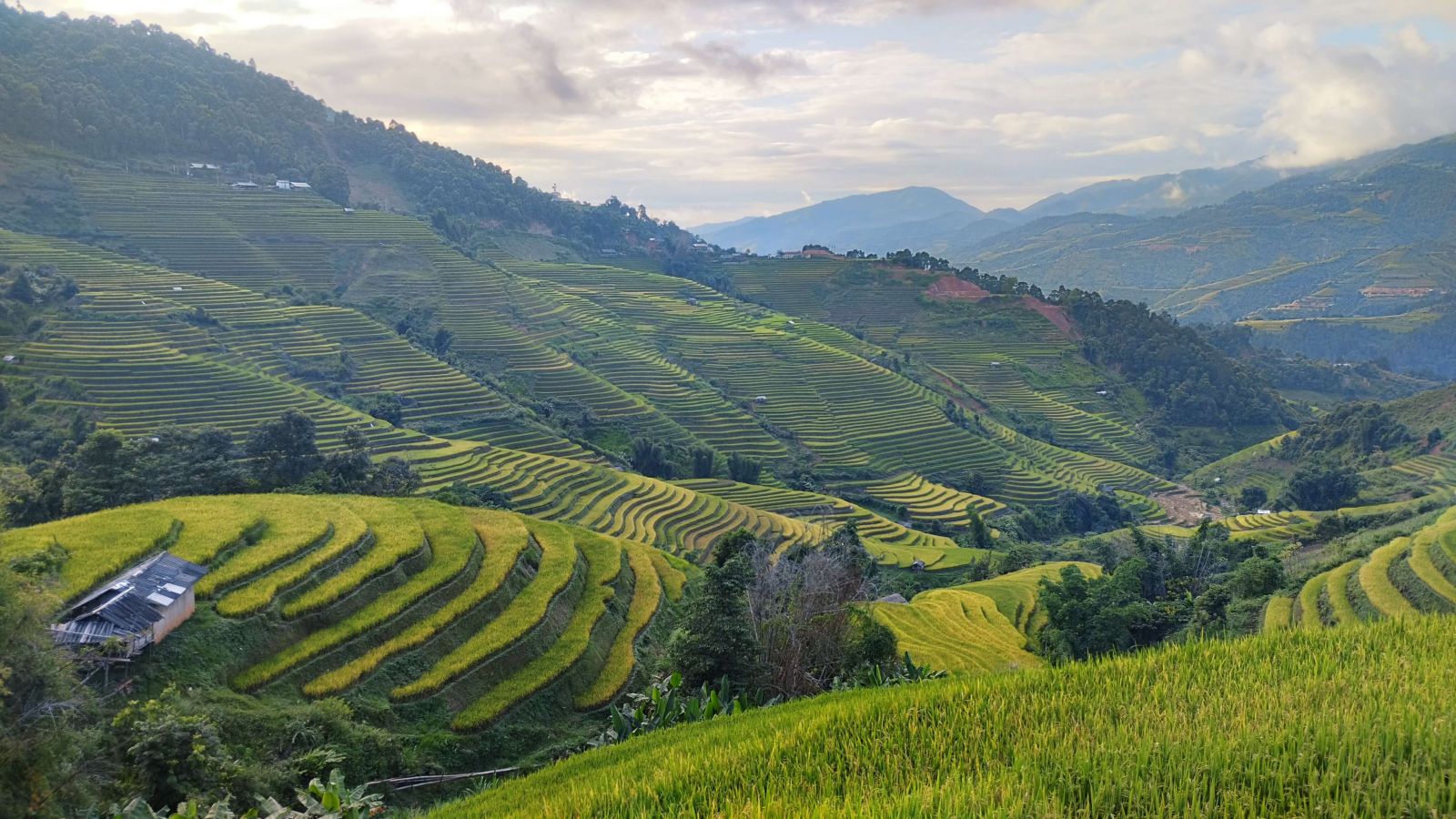 Mu Cang Chai rice terraces