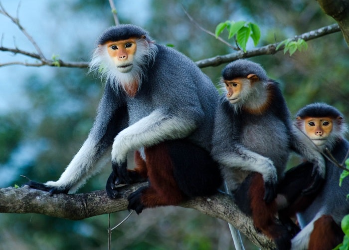 Monkey Son Tra