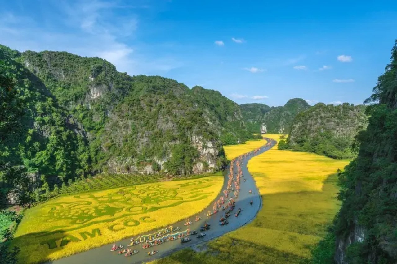 Tam Coc Roce fields in June