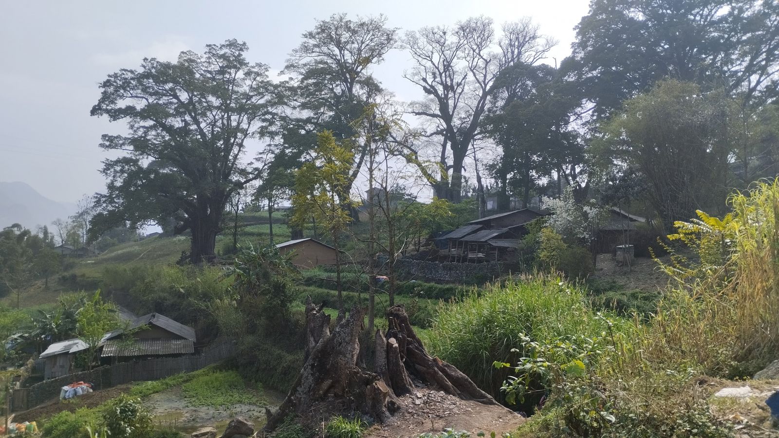 ancient banyan tree in Thien Hương village