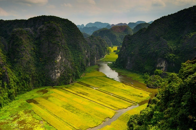 Tam Coc Golden Rice Field