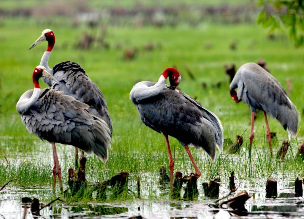 Bird watching in Tram Chim national park