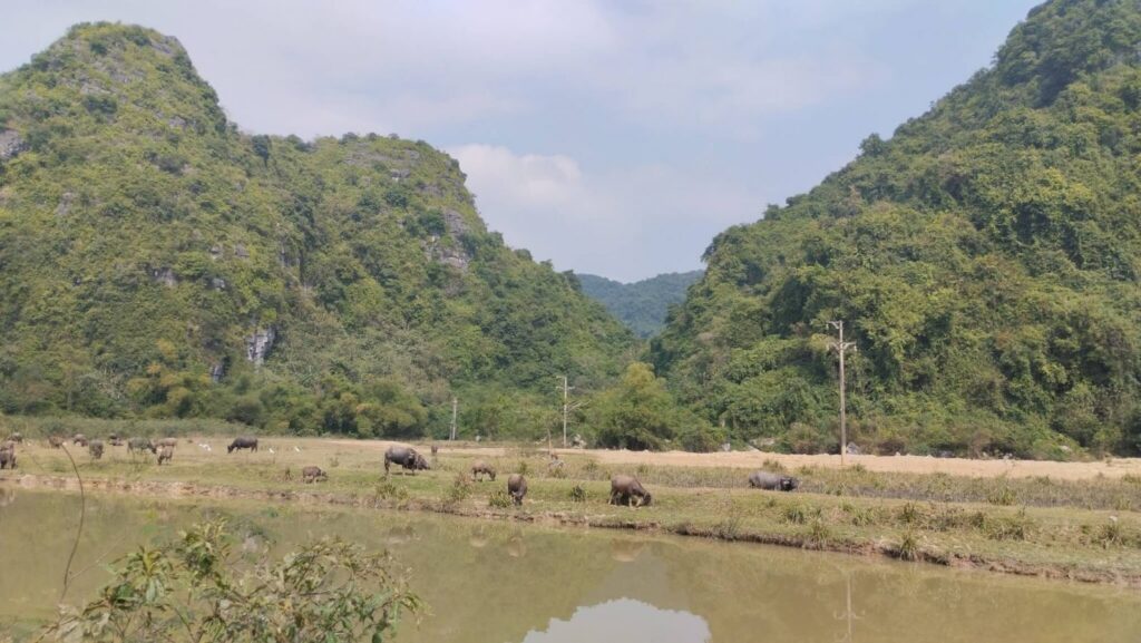 2-Day Ninh Binh Tour: Cuc Phuong Trekking, Galaxy Grotto Boat Ride & Hoa Lu Temples