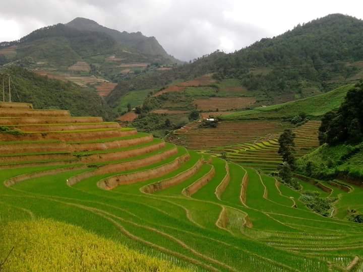 Green Rice fields - MU Cang Chai