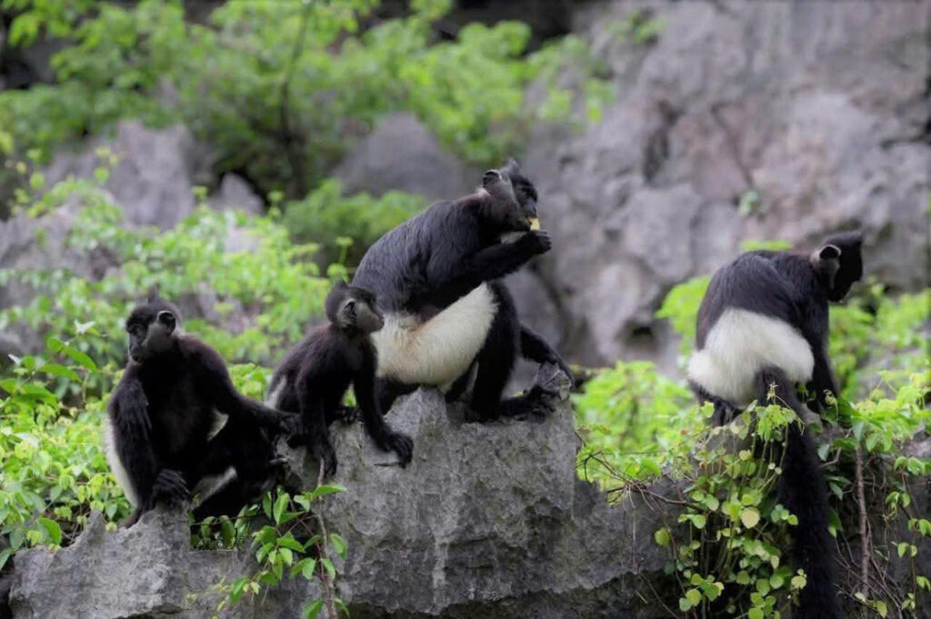 Untouched Northern Vietnam: From Hidden Valleys to Majestic Mountains