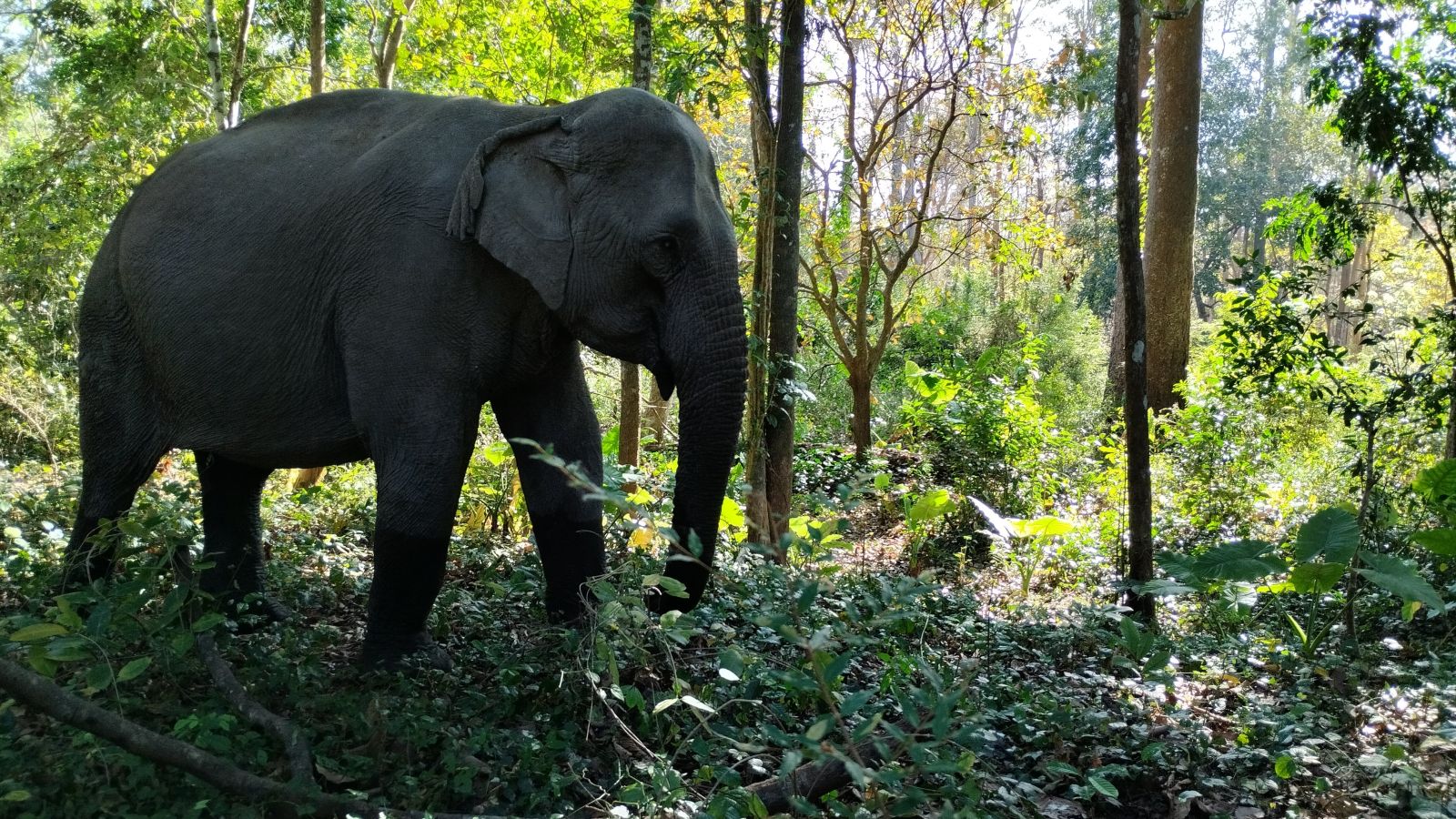 Yok Don national park
