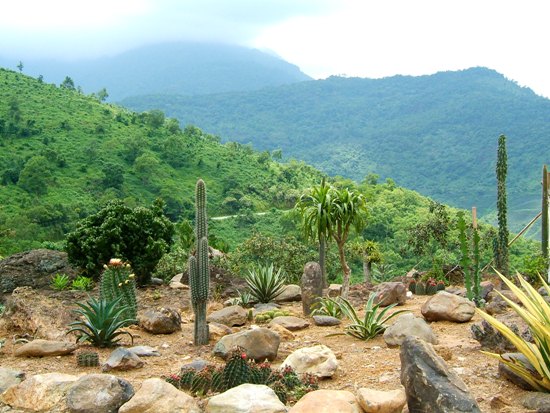 Cautus forest in Ba Vi national park