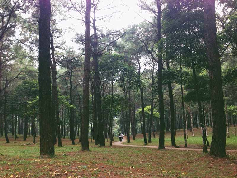 Pine forest Ba Vi mountain
