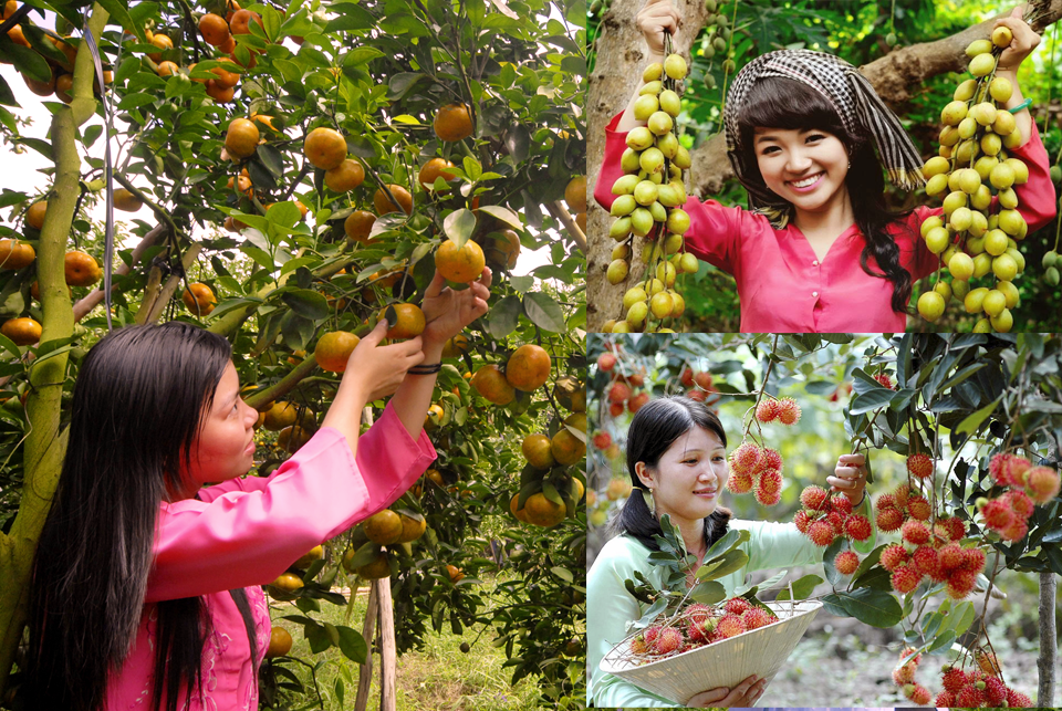 Fruit garden mekong