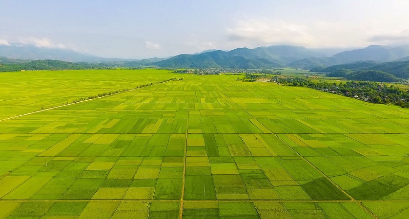 Rice fields Muong Thanh