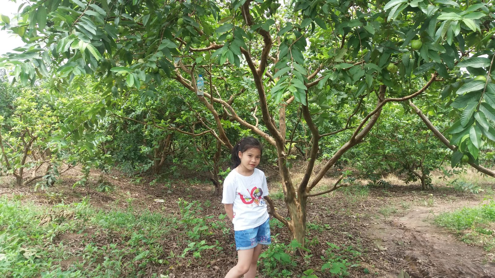 Dong Du guava plantation