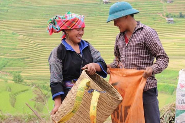 Rice field harvest