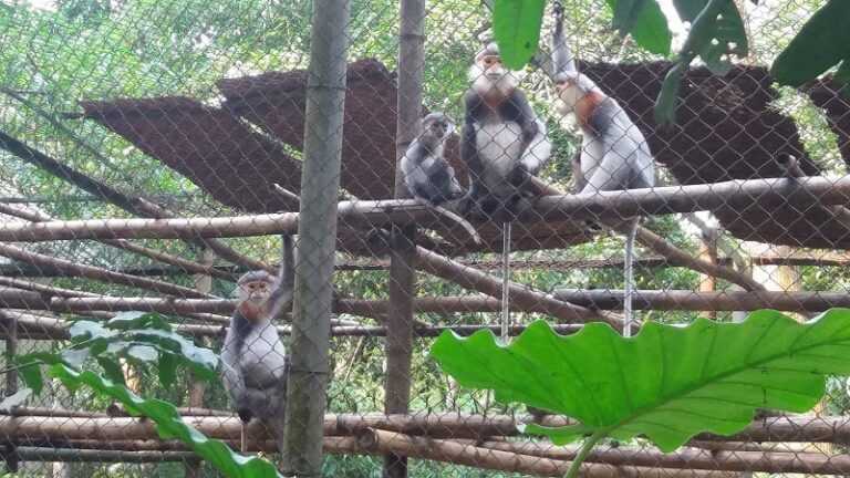 Tam Coc – Bich Dong – Cuc Phuong National Park Tour 2 Days