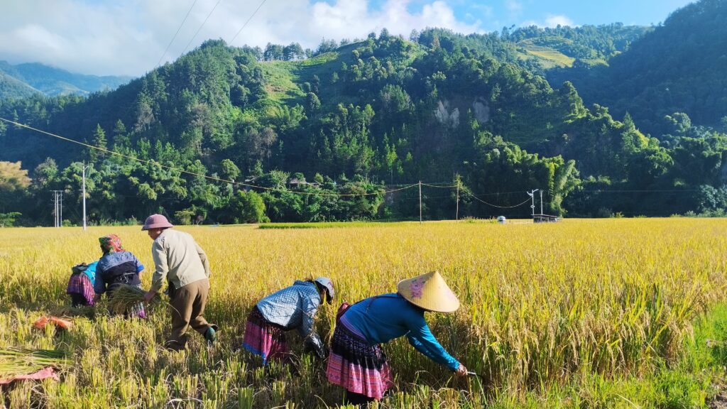 Mu Cang Chai Trekking Tour 3 Days