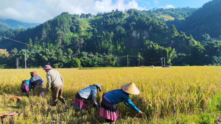 Mu Cang Chai Trekking Tour 3 Days