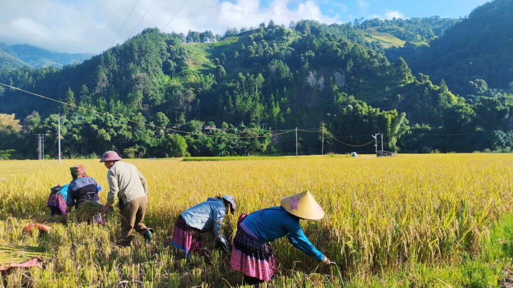 Epic Mu Cang Chai Tour 4 Days: Trekking, Rice Terraces & Ethnic Culture