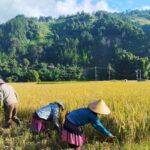 Epic Mu Cang Chai Tour 4 Days: Trekking, Rice Terraces & Ethnic Culture