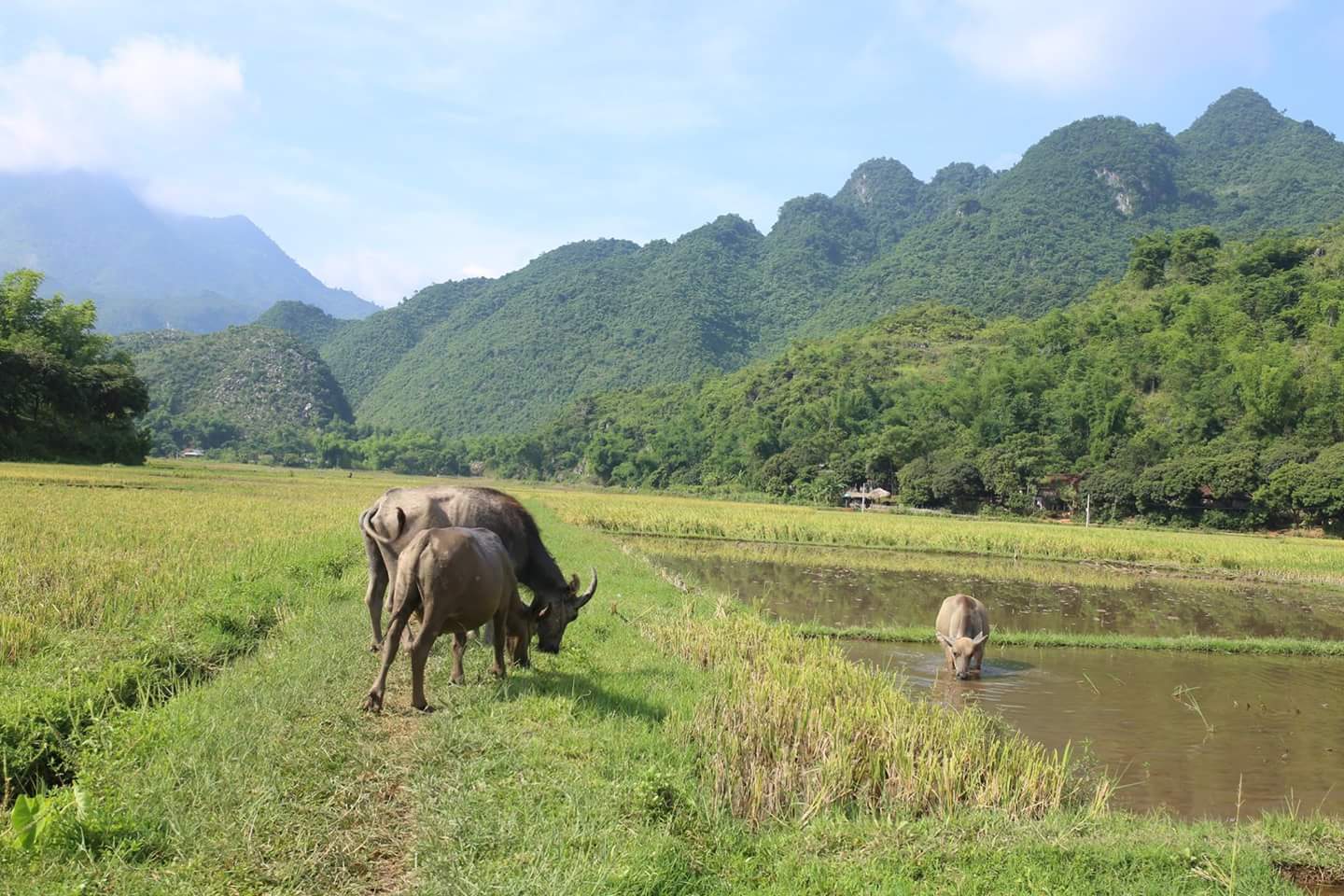 Bac Son valley view