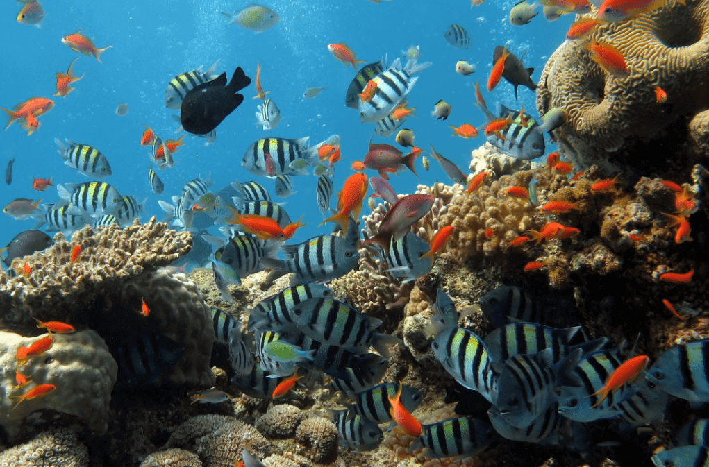 Ocean life - Cham island