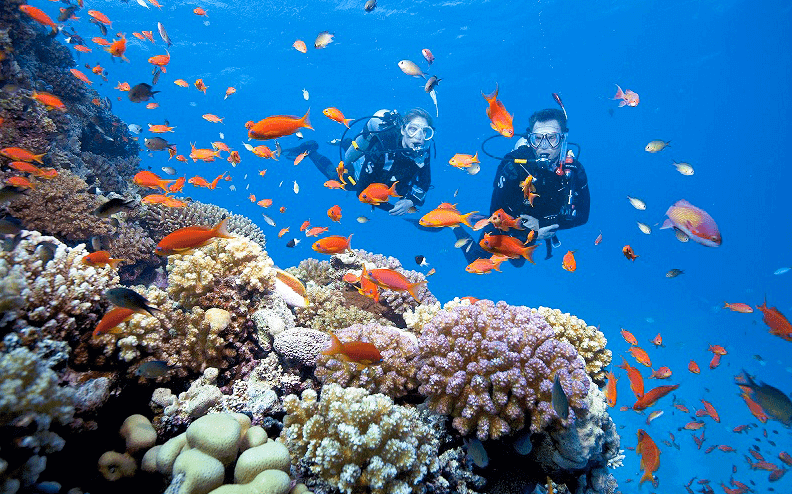 Cham island - bai sep for ocean life