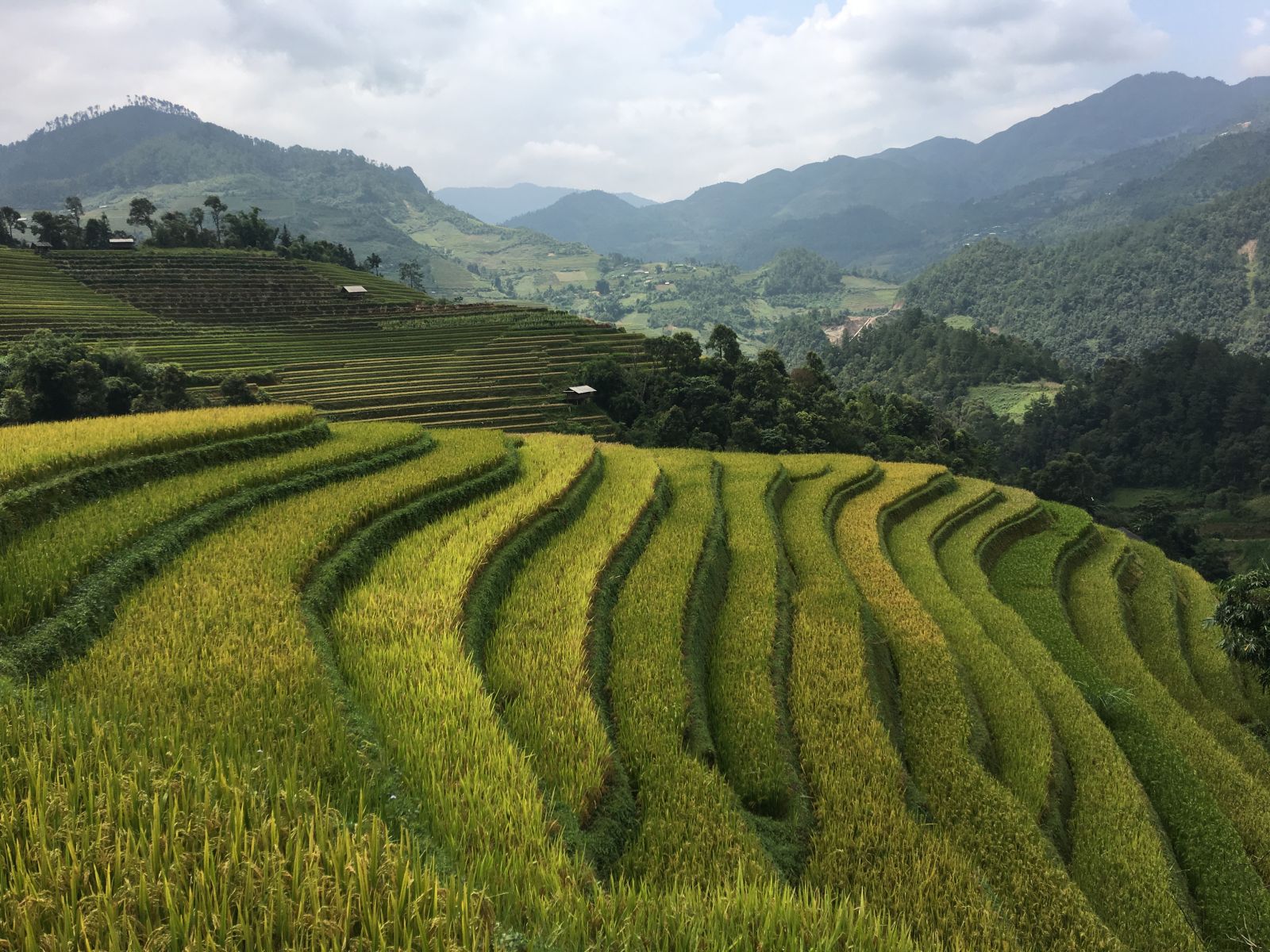 Trekking Cu Che Nha rice terraces
