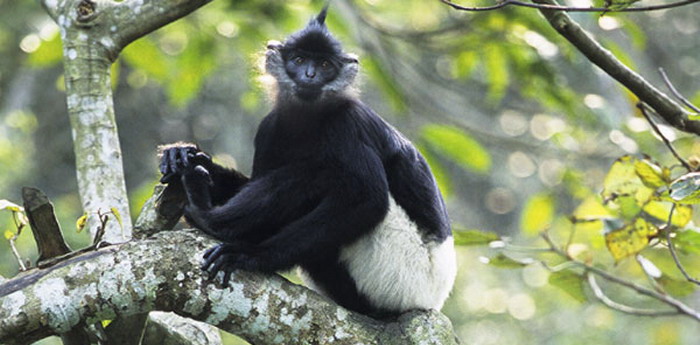 Cuc Phuong National Park Day Tour3