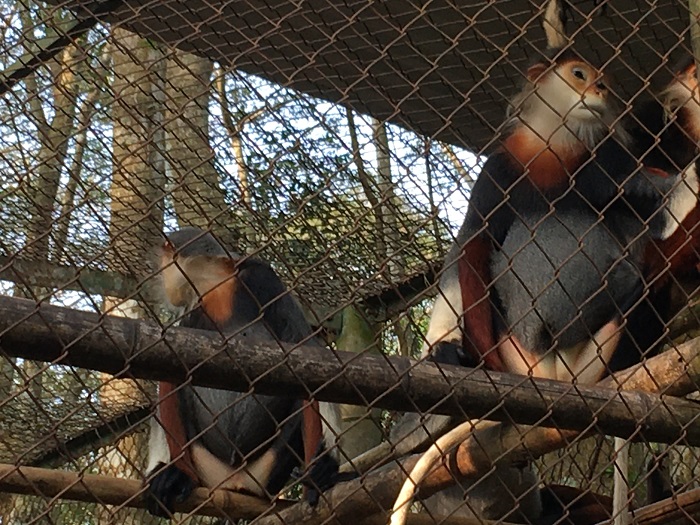 Primate Rescued center - Cuc Phuong garden