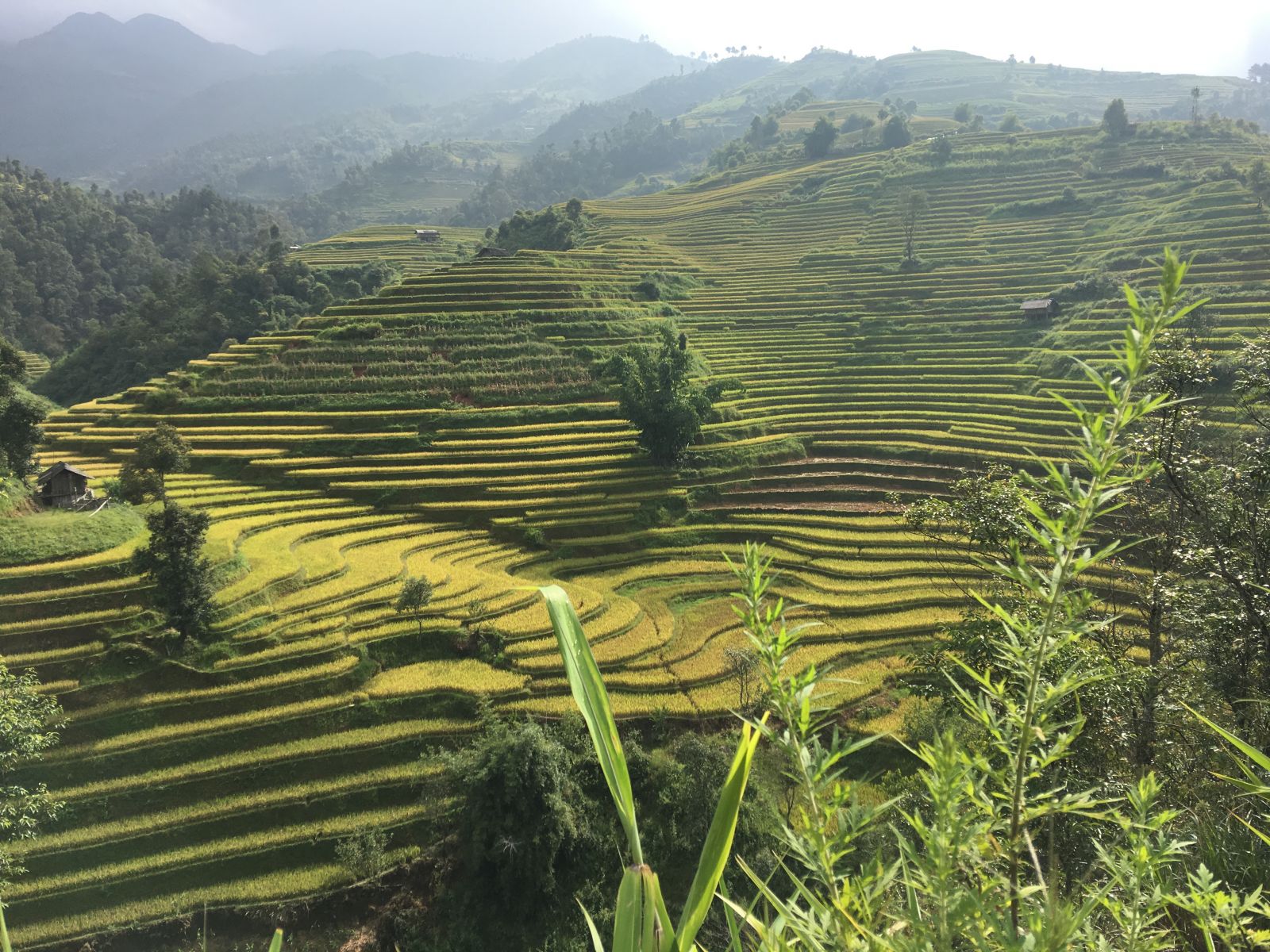 Rice terraces in Mu Cang Chai
