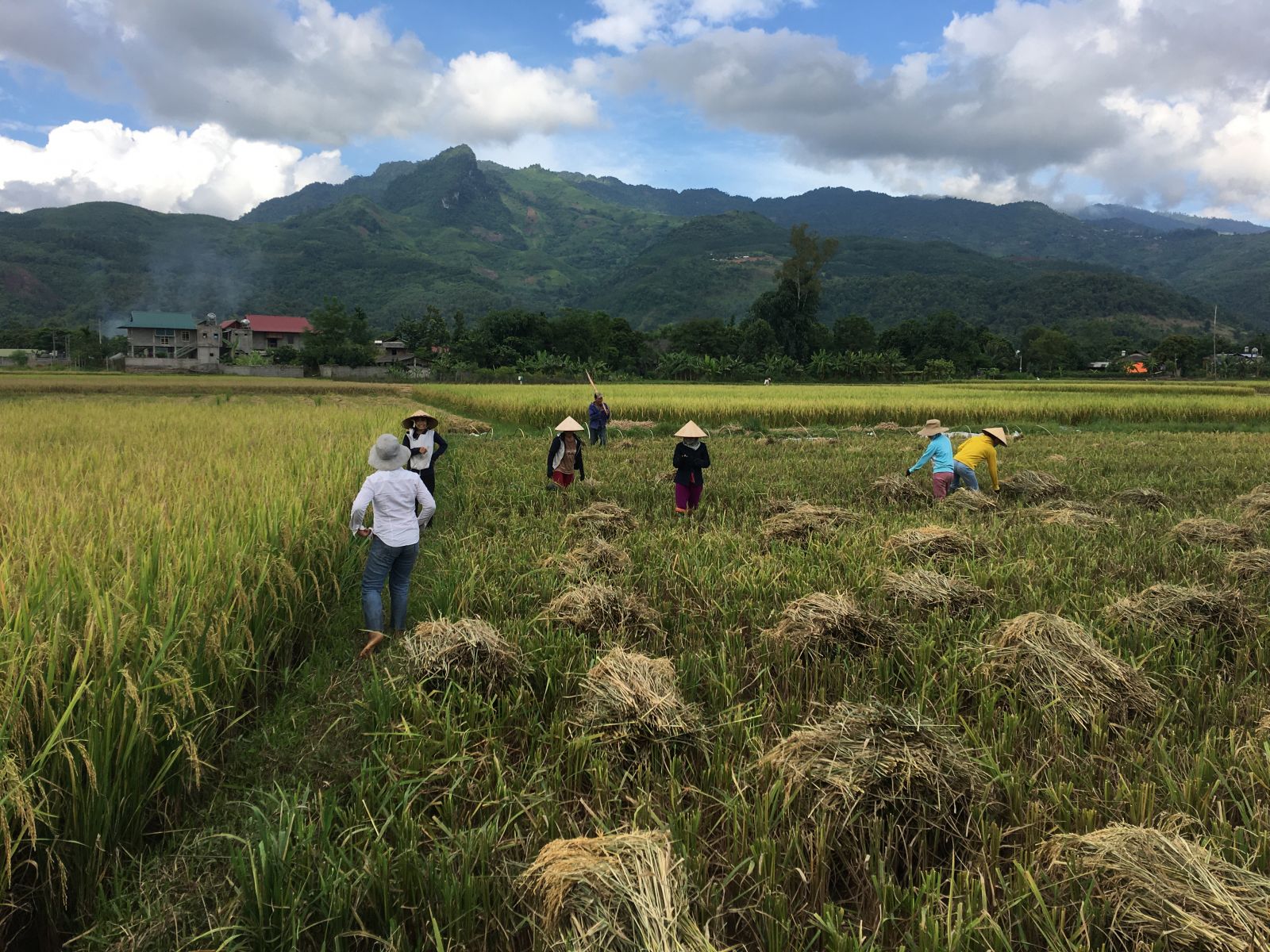 Muong Lo valley - rice harvest