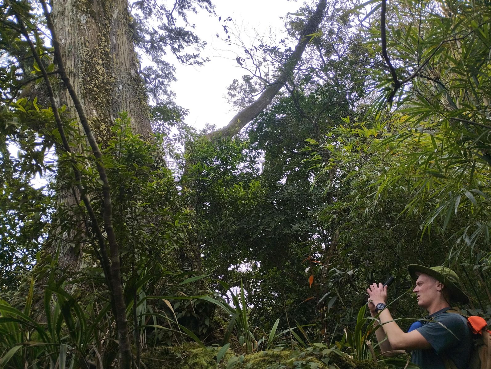 Hike to conquer the route of heritage tree