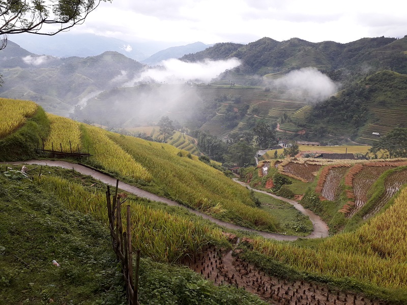 Rice terraces in Ban Luoc - Hoang Su Phi