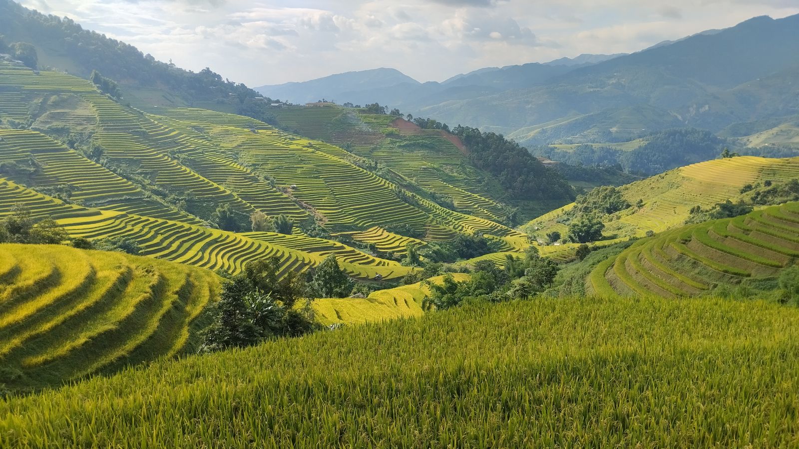 Rice terraces in Lao Chai 