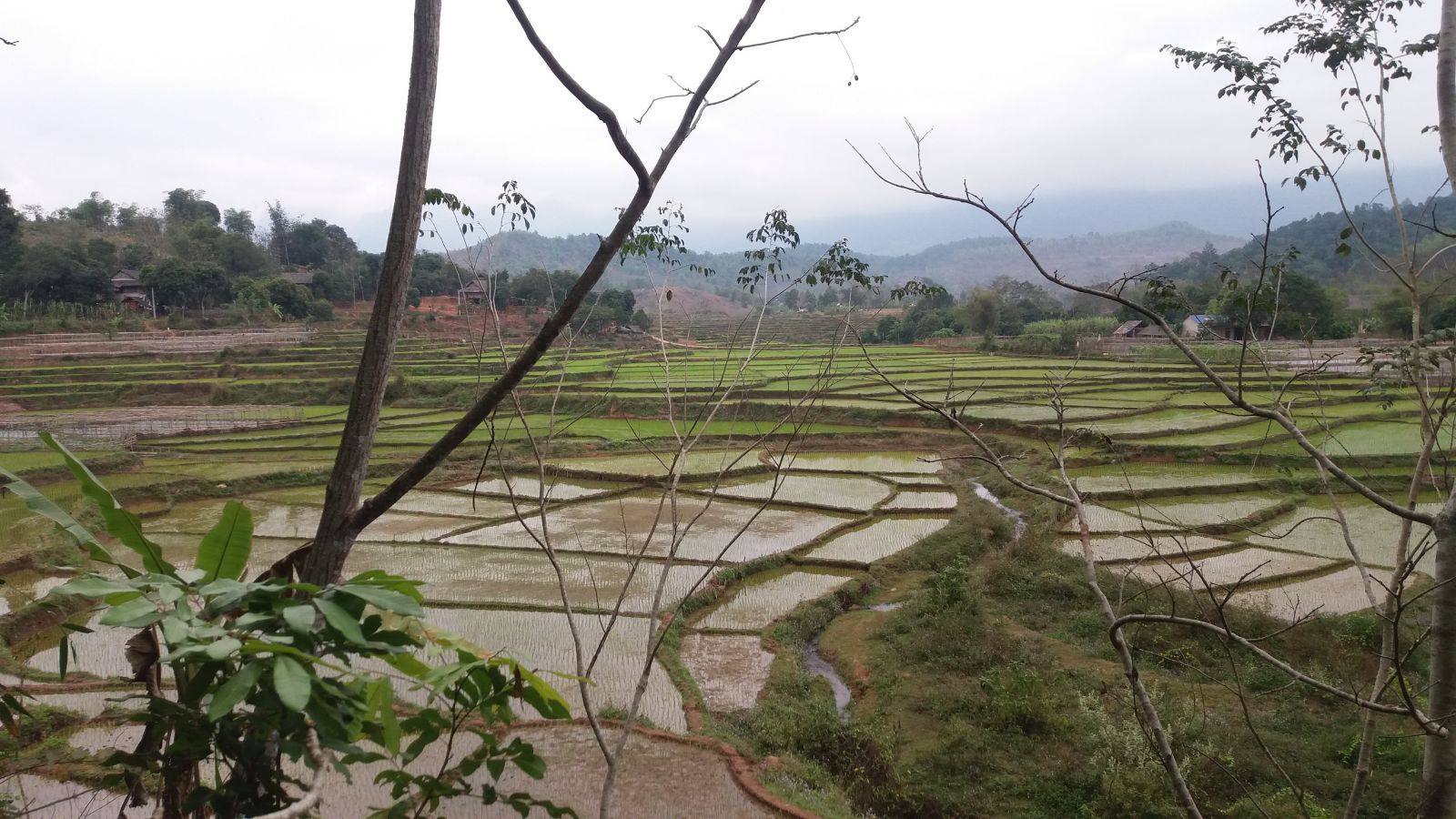 Mai Chau Tours-rice terrace fields