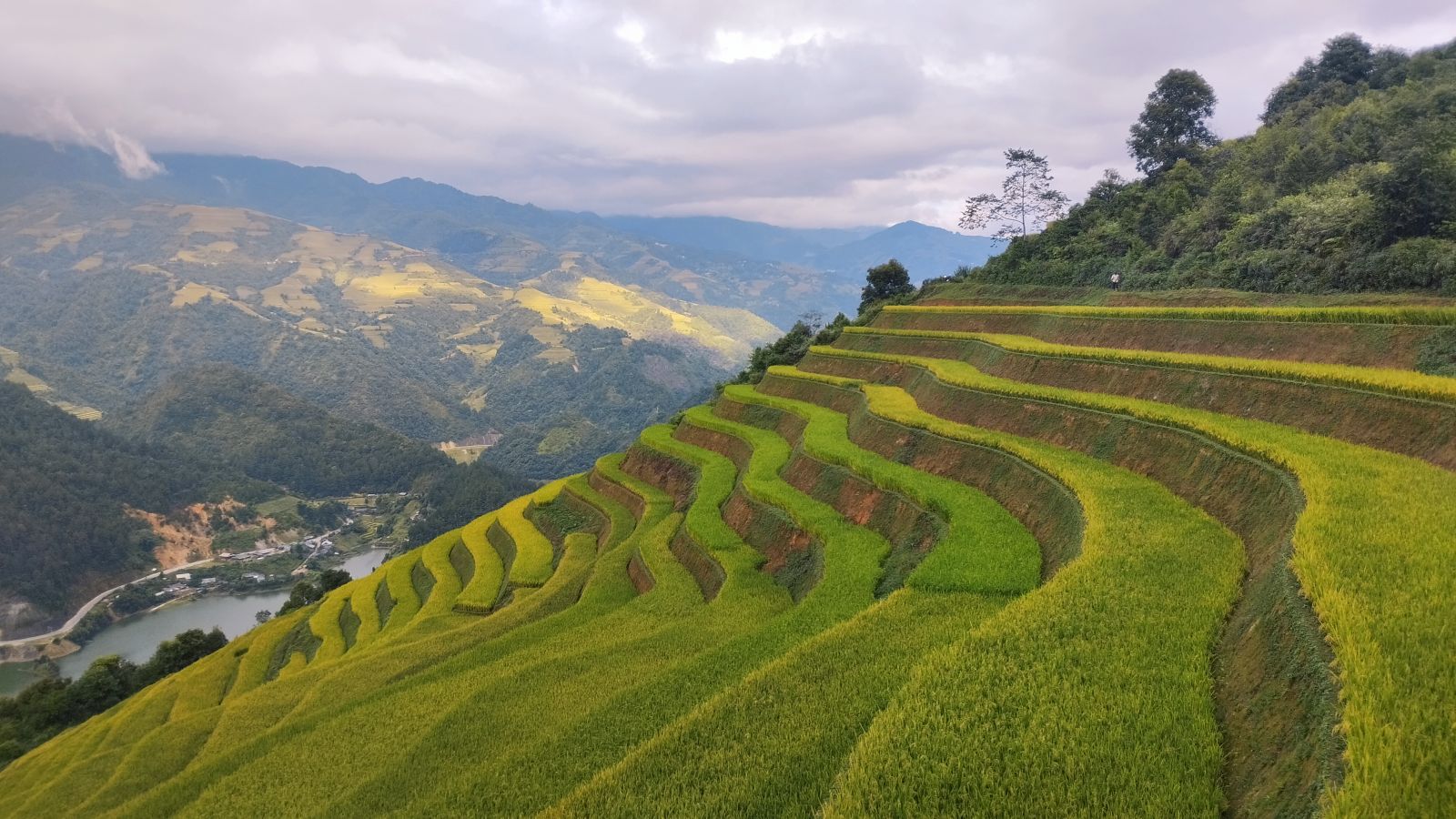 Trek Mu Cang Chai to view rice terraces