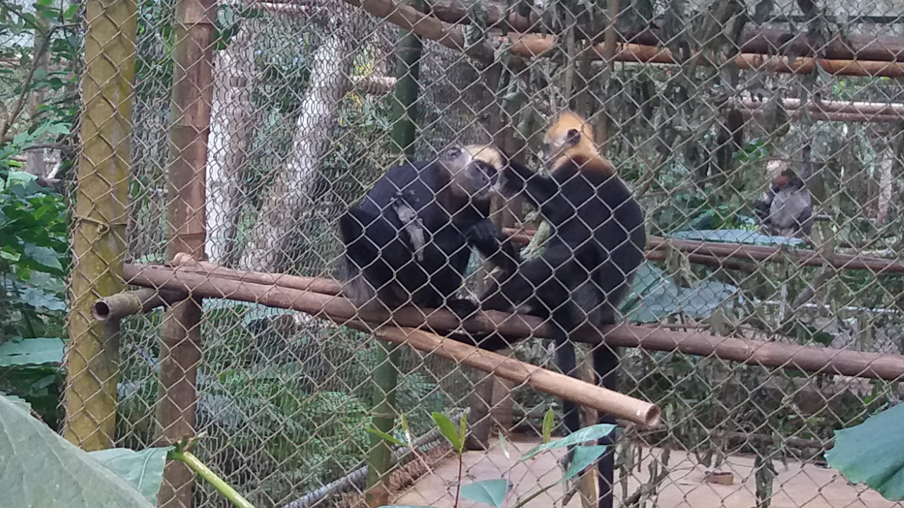 Ninh Binh tour to Cuc Phuong park