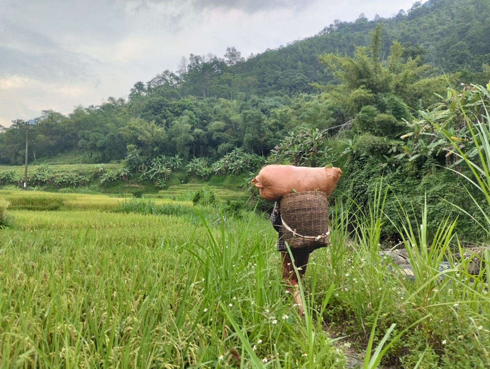 Farming in Pu Luong