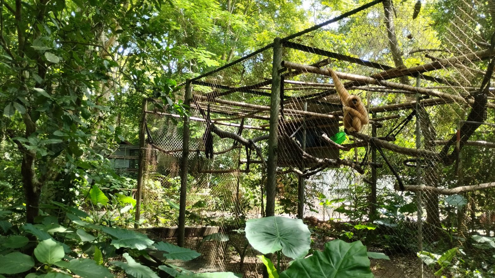 Rescued centre for primates in Cuc phuong garden
