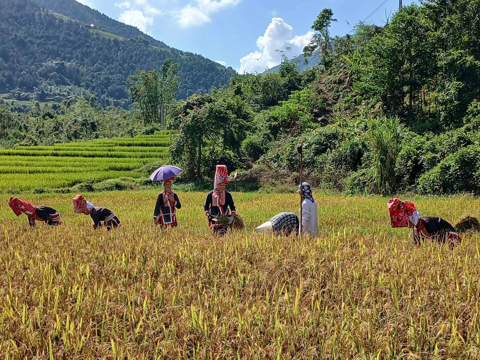 rice harvest in Binh Lieu