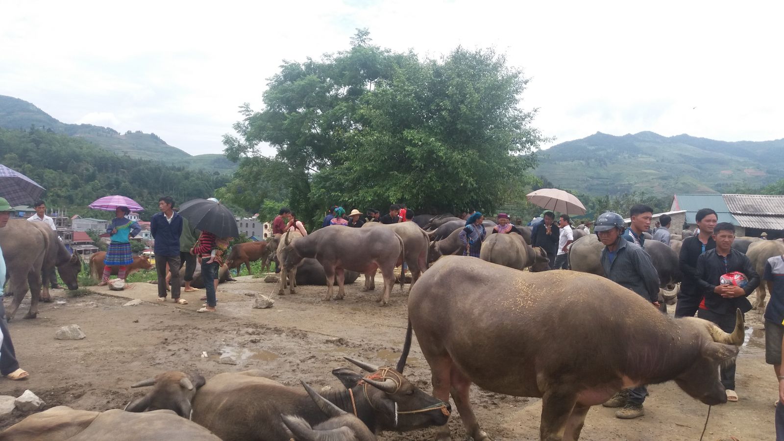 Bac Ha market-buffalo section